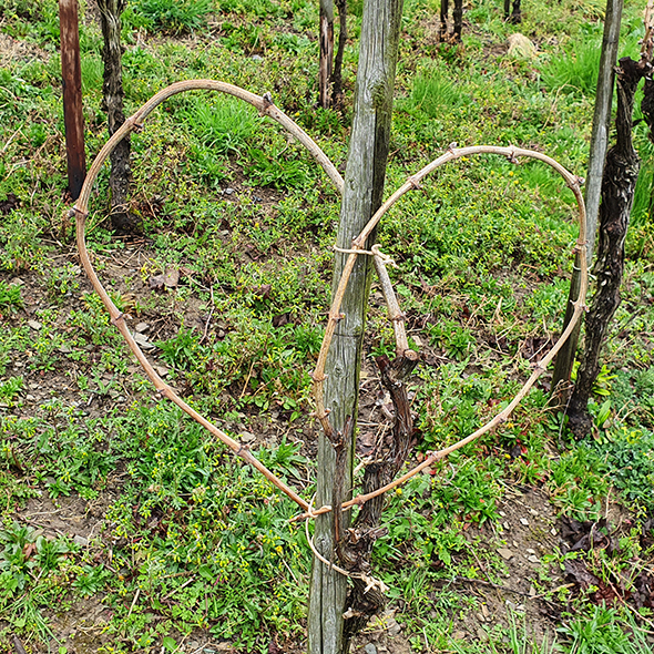 Gegürteter Rebstock